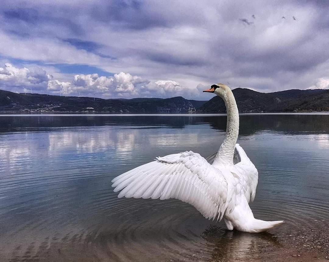 Apartman Bella Vista Golubac Exterior foto